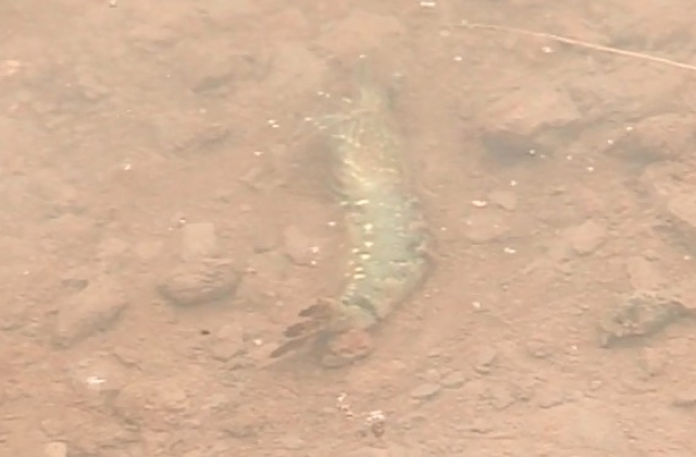 ĐBSCL: Gia tăng tôm chết do biến đổi khí hậu và hạn mặn