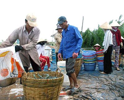 Tiền Giang: Cuối vụ giá tôm nuôi nước lợ đồng loạt giảm