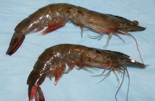 Tôm, cá nước ngọt tại chợ Sài Gòn tăng giá
