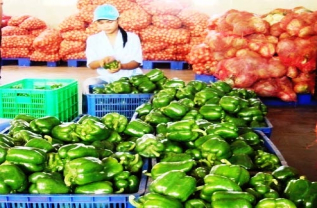 Hợp tác tiêu thụ rau an toàn