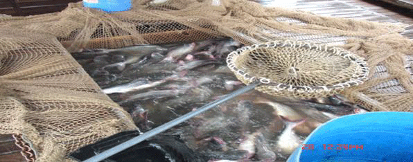 Kỹ thuật nuôi cá tra, ba sa