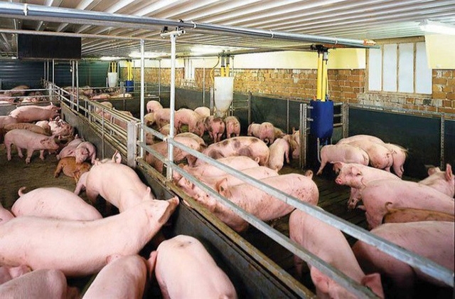 Lâm Đồng: Cấp giấy phép môi trường cho trang trại chăn nuôi 2.400 nái