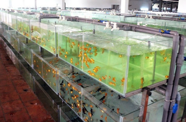 Trang trại cá cảnh