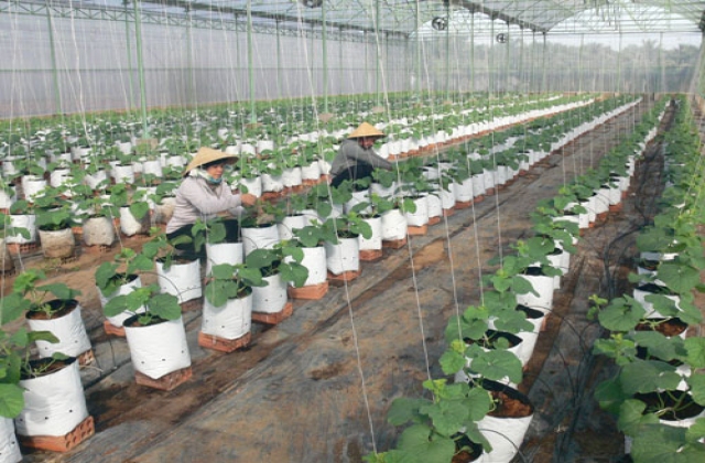 Trung tâm Nông nghiệp ứng dụng công nghệ cao Triển khai nhiều đề tài, dự án ứng dụng công nghệ cao