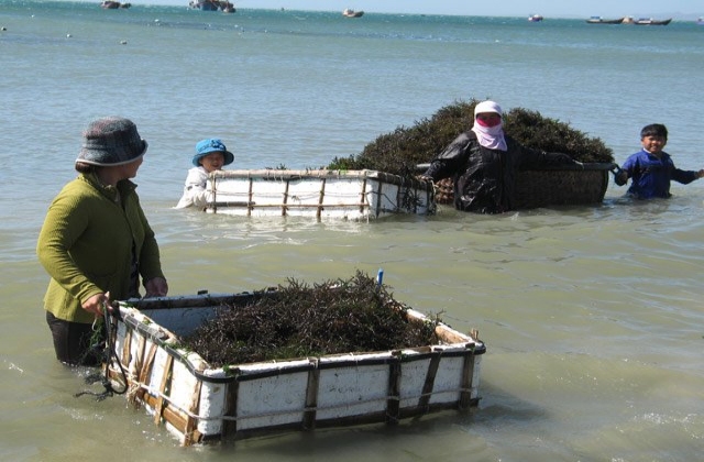 Trồng rong sụn: Chi phí thấp, ít tốn công và… lãi cao