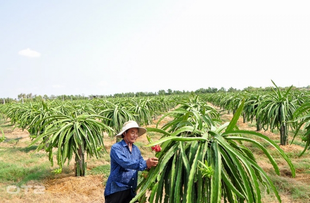 Trồng thanh long ruột đỏ trên đất nuôi tôm, thu tiền tỉ