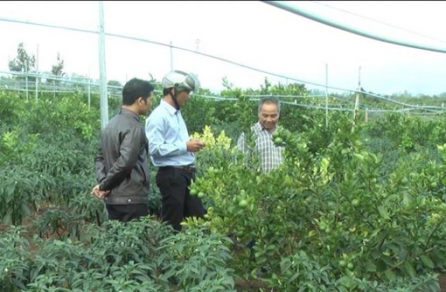 Phất lên nhờ chanh không hạt và ớt sừng