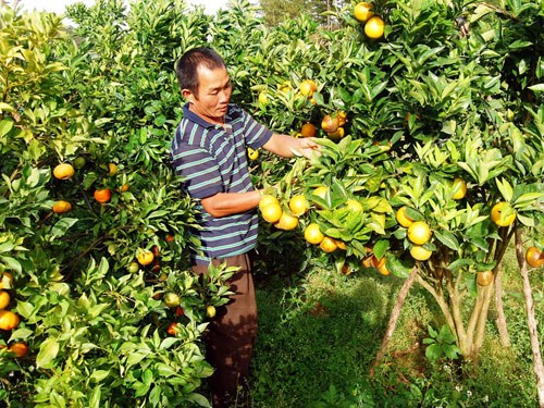 Mưu sinh từ đồng vốn nhỏ: Triệu phú nhờ cam, quýt