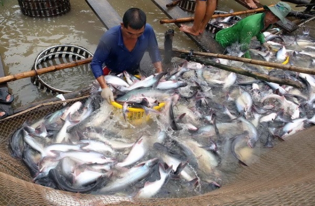 Bảo vệ cá tra Việt trước thông tin có tính bôi nhọ tại EU