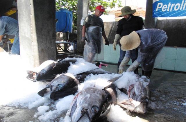 Tư thương ép giá cá ngừ đại dương