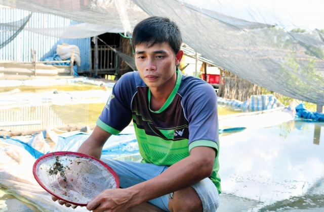 Ươm dèo cua giống lợi nhuận ổn định trên 10 triệu đồng/tháng