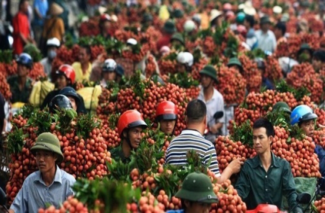Thị trường 24h: Vải thiều vừa qua biên giới Trung Quốc đã tăng giá gấp đôi