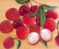 Kỹ thuật trồng vải thiều