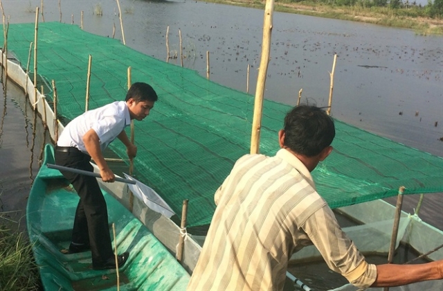 Kỹ thuật vèo giống