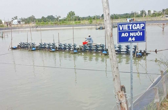 Bà Rịa - Vũng Tàu: Diện tích nuôi trồng thủy sản VietGAP còn ít