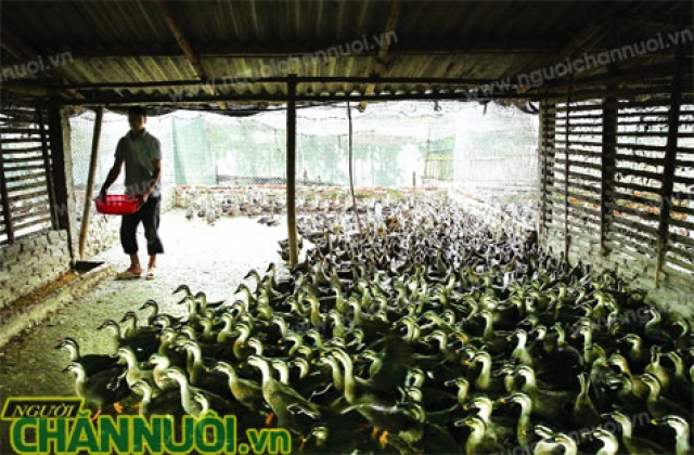 Nuôi vịt trời tiêu thụ và xuất khẩu