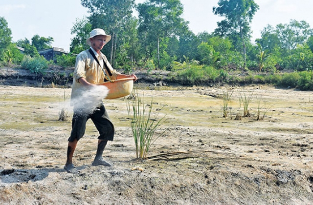 Nông dân thành phố vào vụ tôm mới