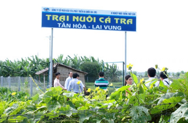 I.D.I hình thành vùng nuôi cá tra