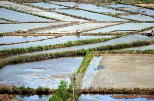 Cà Mau nuôi tôm công nghiệp đạt 15.000 ha vào năm 2020