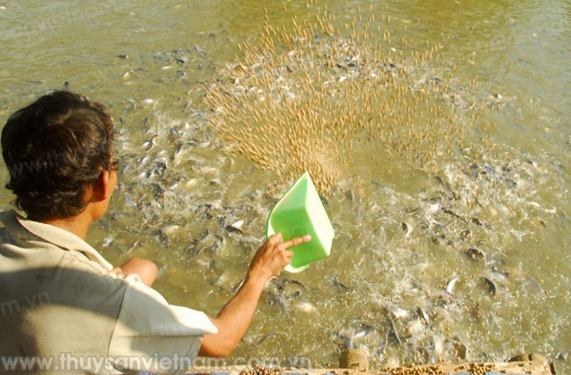 Xác nhận 224 giấy đăng ký nuôi cá tra thương phẩm