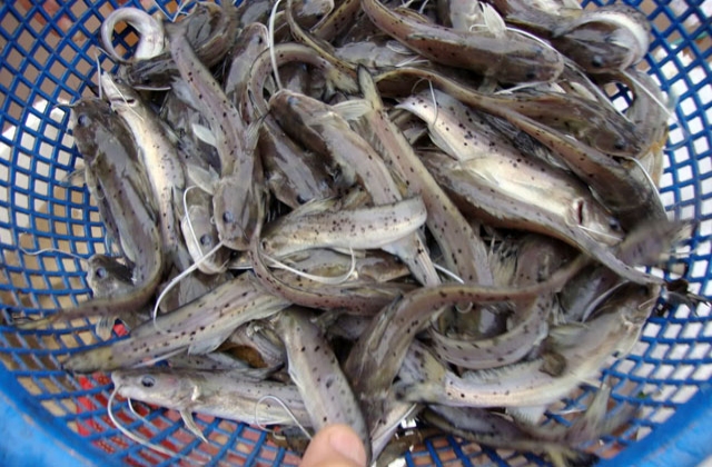 Thành công trong nuôi thử nghiệm cá lăng chấm