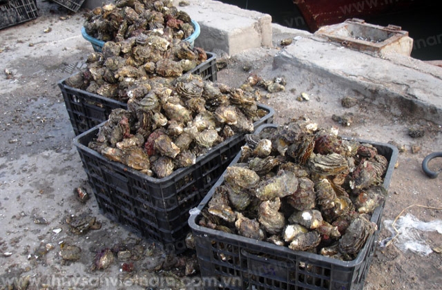 Mở hướng mới từ nuôi hàu treo giàn