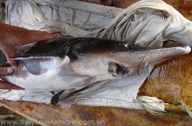 Bắc Giang: Dự kiến năm 2020 sẽ tuyển chọn 500 cá tầm bố mẹ