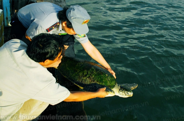 Hành động quốc gia bảo tồn rùa biển Việt Nam
