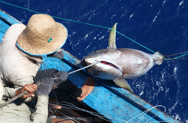 Quảng Nam: Nhiều tàu cá thu nhập trăm triệu từ khai thác cá ngừ