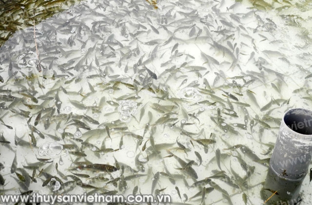 Bắc Kạn: Tăng cường khả năng tự cung cấp giống