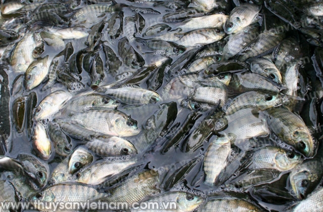 Thái Nguyên: Phấn đấu sản lượng nuôi thủy sản cả năm đạt 8.000 tấn