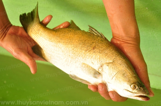 Thái Bình: Tiến tới mở rộng diện tích nuôi thủy sản