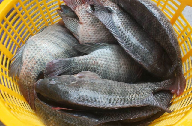 Tuyên Quang: Nuôi cá rô phi đơn tính bước đầu cho hiệu quả