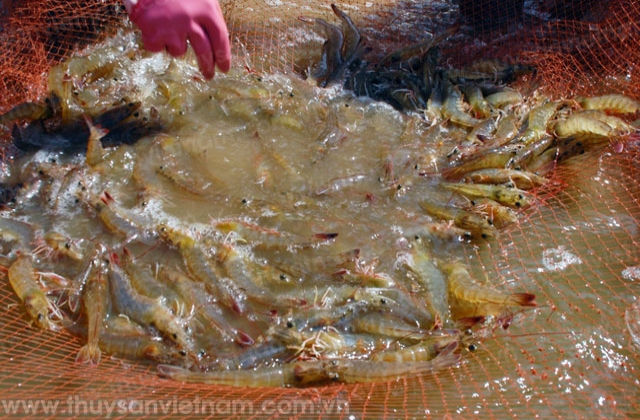 TP Hồ Chí Minh: 397 ha tôm thẻ chân trắng đưa vào sản xuất tại Cần Giờ