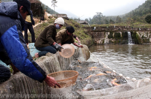Cao Bằng: Tổng sản lượng thủy sản đạt 100,16% so cùng kỳ