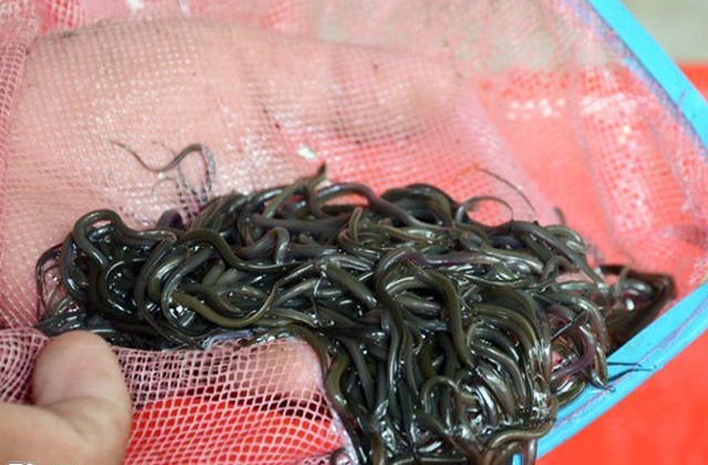 Đồng Tháp: Sản xuất lươn giống cho thu nhập cao