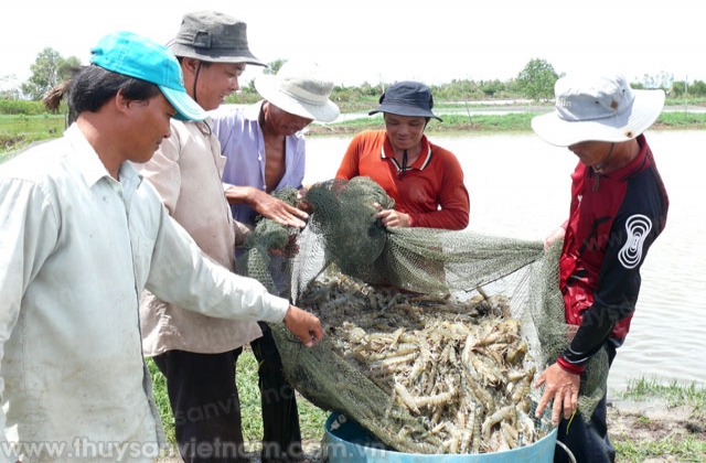 Cà Mau: Thúc đẩy chuỗi liên kết giá trị trong nuôi tôm