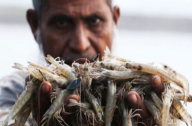 Bangladesh: Giá tôm giảm mạnh, xuất khẩu gặp khó