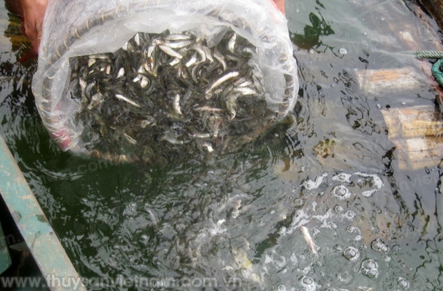 Tuyên Quang: Tiếp nhận hơn 78.000 con cá giống tái tạo nguồn lợi thủy sản