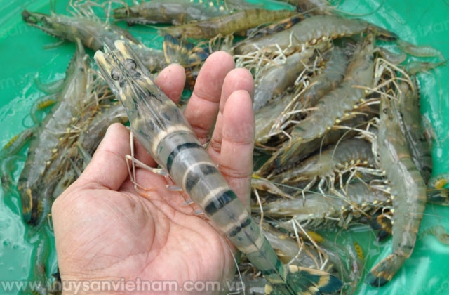 Sóc Trăng: Chia sẻ kinh nghiệm và giải pháp nuôi tôm