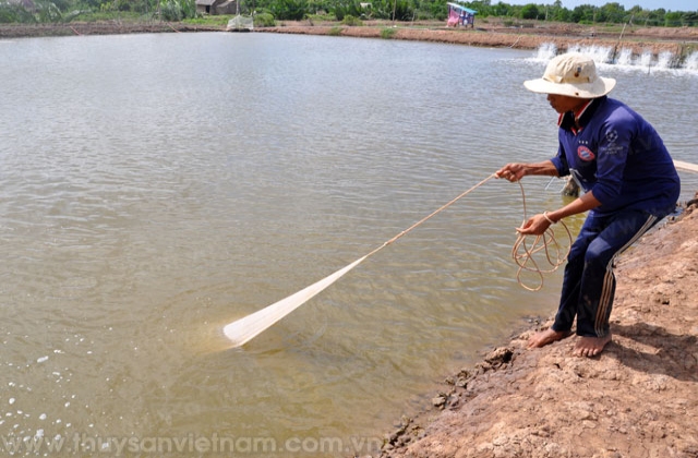 Trà Vinh: Triển khai dự án đầu tư xây dựng hạ tầng nuôi tôm