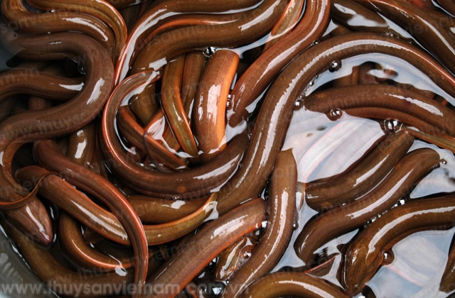 Hậu Giang: Nuôi thâm canh lươn đồng