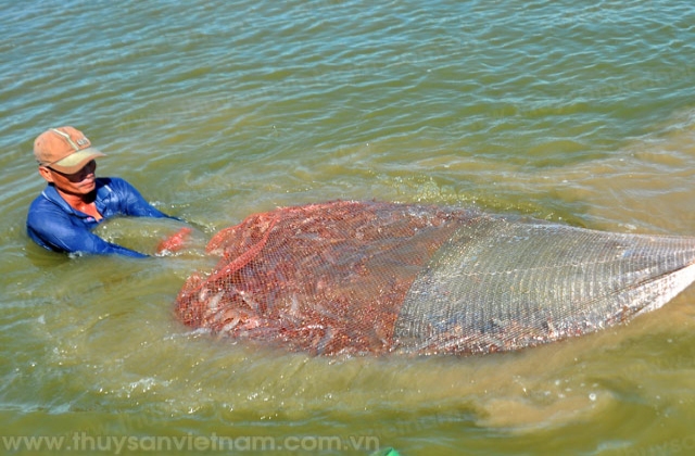 Hội Thủy sản Cà Mau: Tập huấn nuôi tôm công nghiệp cho 200 hội viên