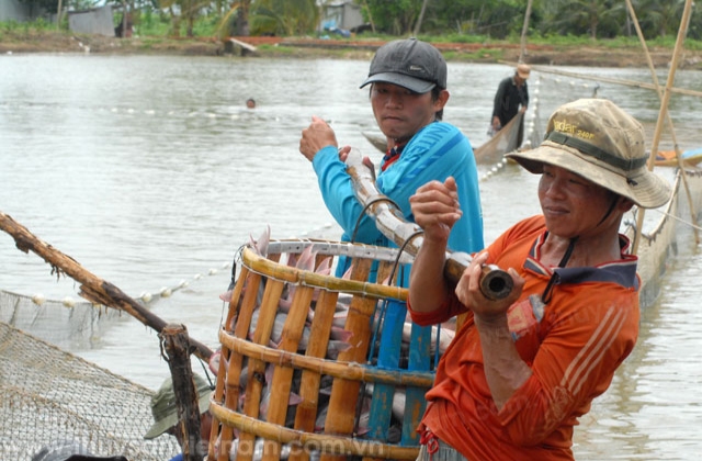 Có thể dừng thí điểm bảo hiểm với tôm, cá