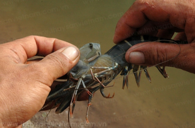 Quảng Bình: Tiếp tục thực hiện kiểm soát dịch bệnh trên tôm