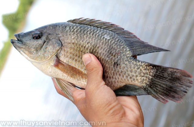 Sóc Trăng: Hiệu quả nuôi ghép cá rô phi trong ao tôm