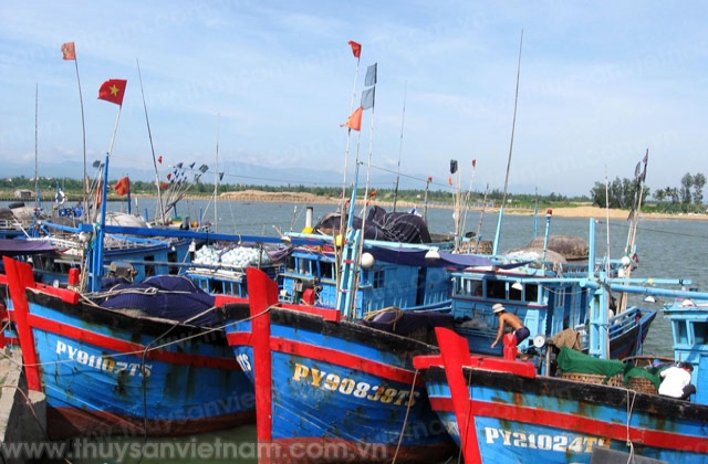 Phú Yên: 109 tàu cá được trả bảo hiểm