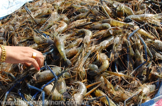 Hậu Giang: Triển vọng phát triển nuôi tôm càng xanh
