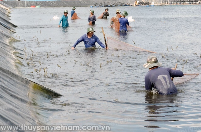 Xây dựng tiêu chí cho vay vốn phát triển ngành tôm ĐBSCL