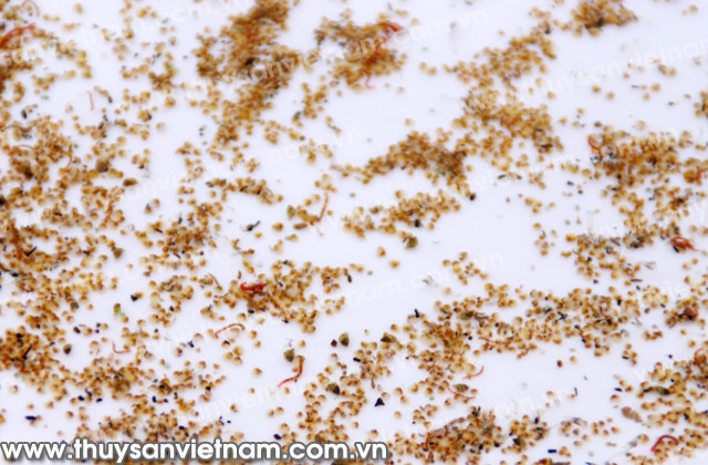 Triển vọng từ dự án ương ngao giống